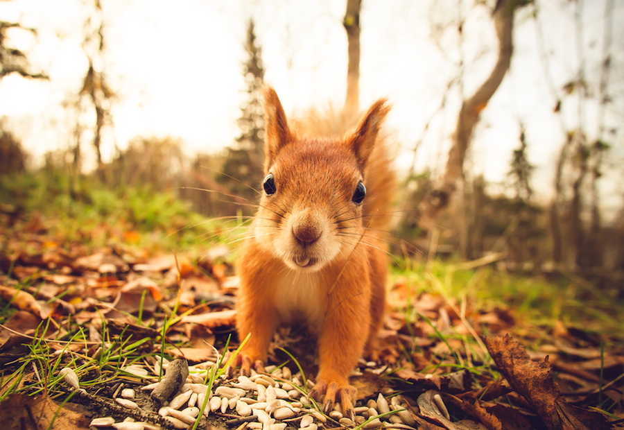 purple-squirrels